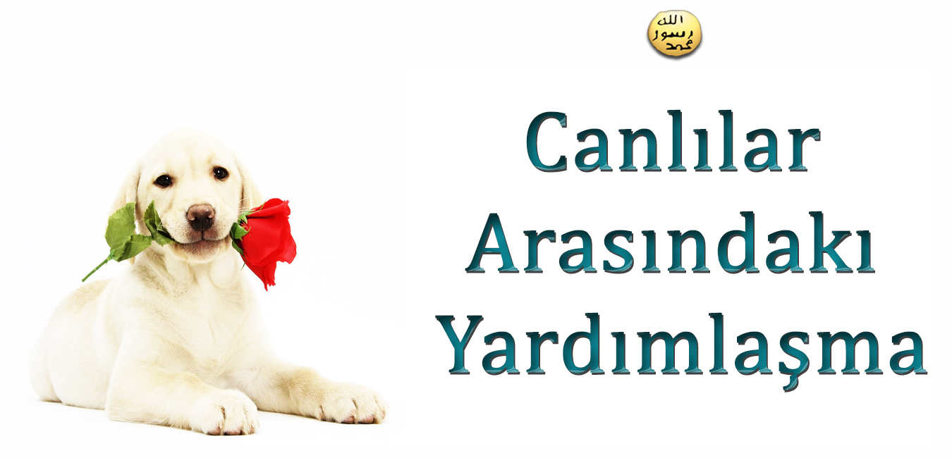 Canlılar Arasındaki Dayanışma ve İşbirliği